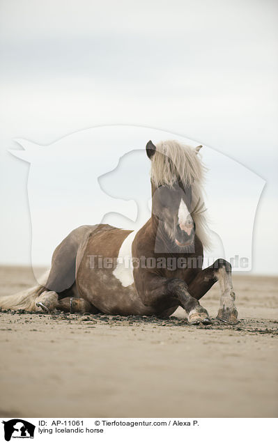 lying Icelandic horse / AP-11061