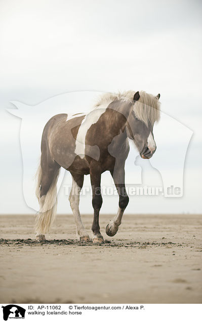 walking Icelandic horse / AP-11062