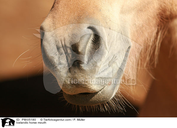 Islnder Maul / Icelandic horse mouth / PM-05180