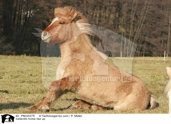 Islnder steht auf / Icelandic horse rise up / PM-05375