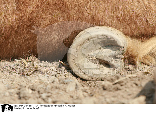 Icelandic horse hoof / PM-05448