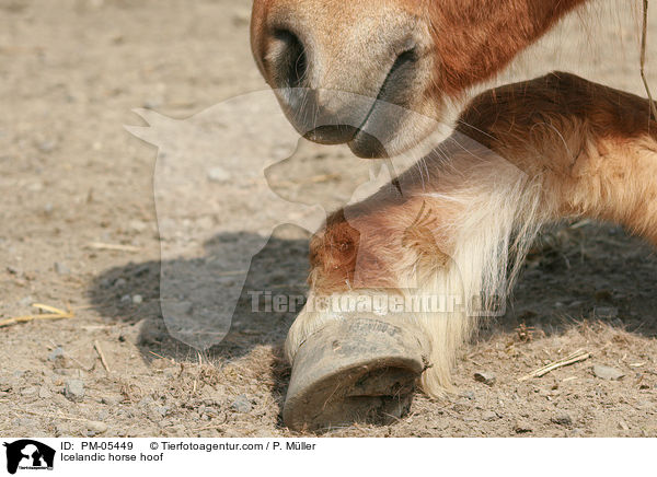 Icelandic horse hoof / PM-05449