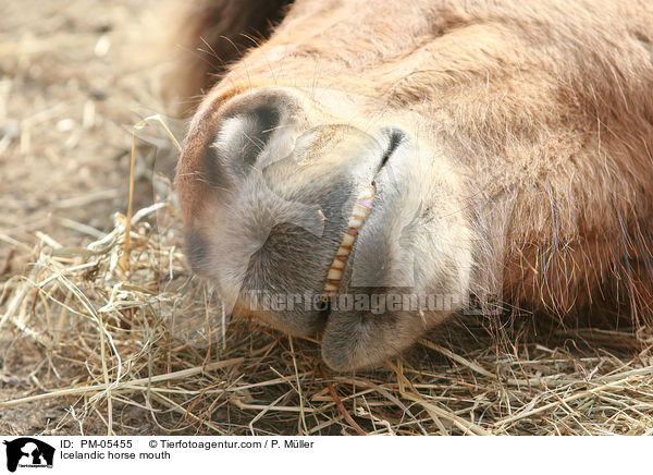 Icelandic horse mouth / PM-05455