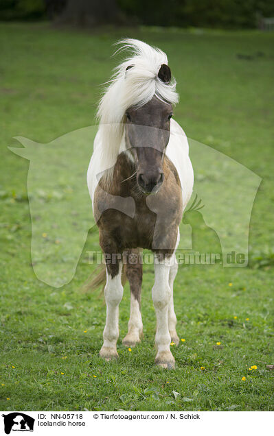 Islnder / Icelandic horse / NN-05718