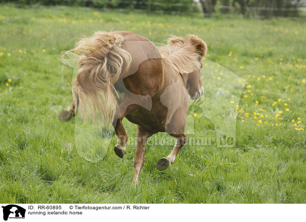 rennender Islnder / running icelandic horse / RR-60895