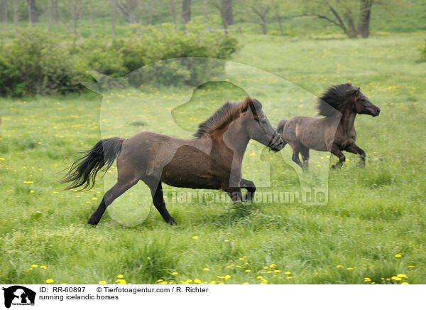 rennende Islnder / running icelandic horses / RR-60897