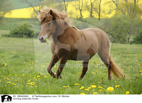 rennender Islnder / running icelandic horse / RR-60904