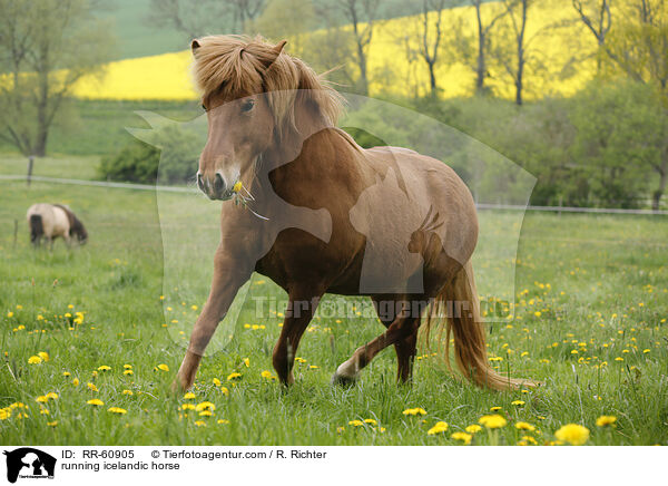 rennender Islnder / running icelandic horse / RR-60905