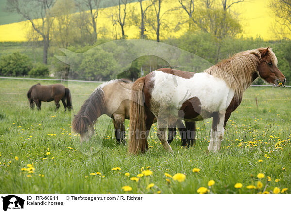 Islnder / Icelandic horses / RR-60911