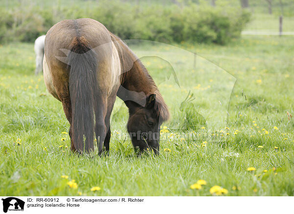 grasender Islnder / grazing Icelandic Horse / RR-60912