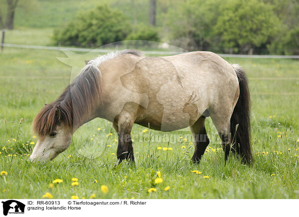 grasender Islnder / grazing Icelandic Horse / RR-60913