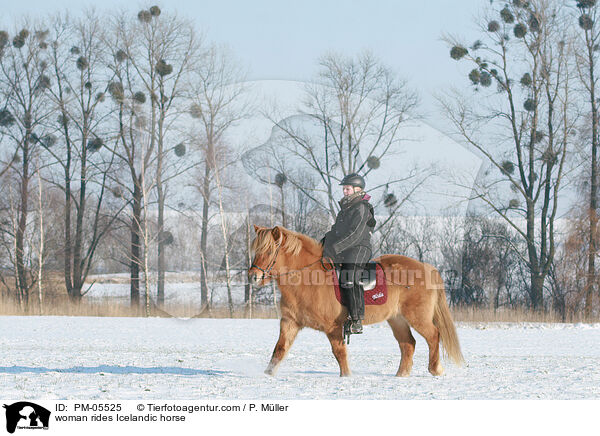 Frau reitet Islnder / woman rides Icelandic horse / PM-05525