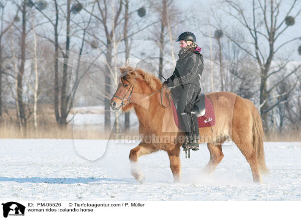 Frau reitet Islnder / woman rides Icelandic horse / PM-05526