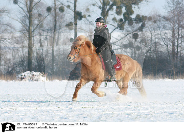 Frau reitet Islnder / woman rides Icelandic horse / PM-05527