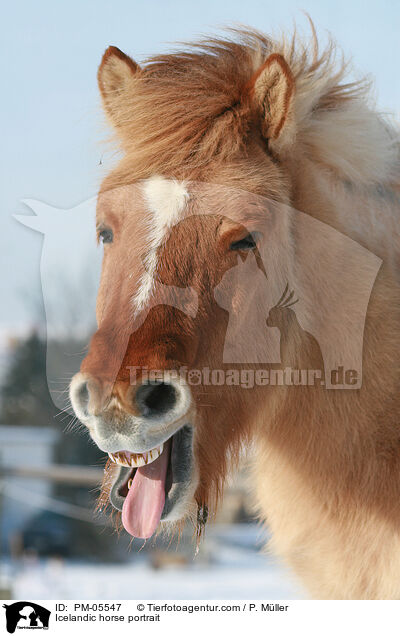 Islnder Portrait / Icelandic horse portrait / PM-05547