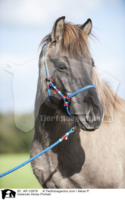 Islnder Portrait / Icelandic Horse Portrait / AP-12678