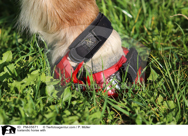 Islnder mit Hufschuhen / Icelandic horse with / PM-05671