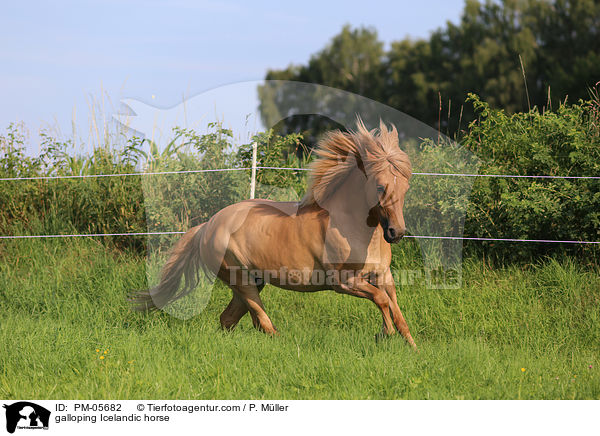 galoppierender Islnder / galloping Icelandic horse / PM-05682