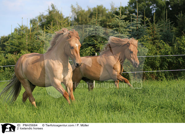 2 Islnder / 2 Icelandic horses / PM-05684