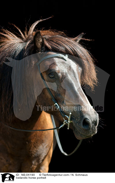 Islnder Portrait / Icelandic horse portrait / NS-04190