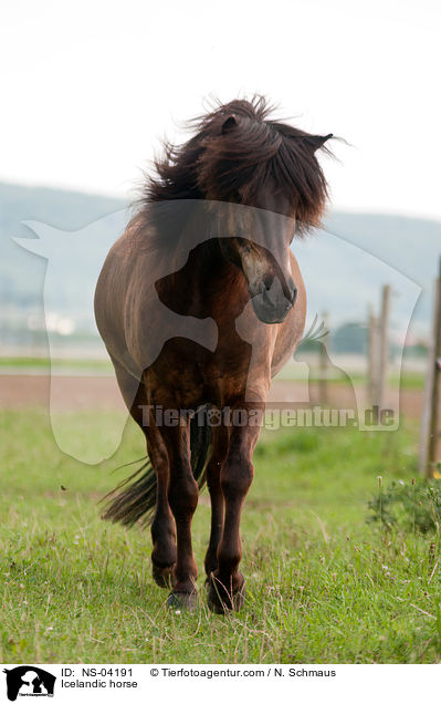 Islnder / Icelandic horse / NS-04191