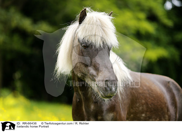 Islnder Portrait / Icelandic horse Portrait / RR-66436