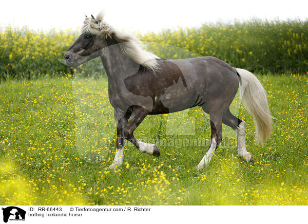 trabender Islnder / trotting Icelandic horse / RR-66443