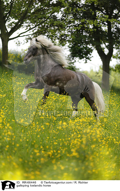 galoppierender Islnder / galloping Icelandic horse / RR-66446