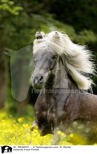 Islnder Portrait / Icelandic horse Portrait / RR-66451