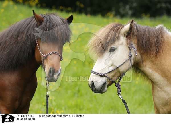 Islnder / Icelandic horse / RR-66463