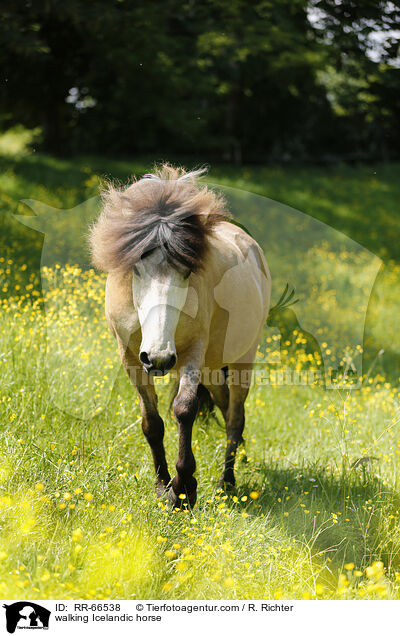 walking Icelandic horse / RR-66538