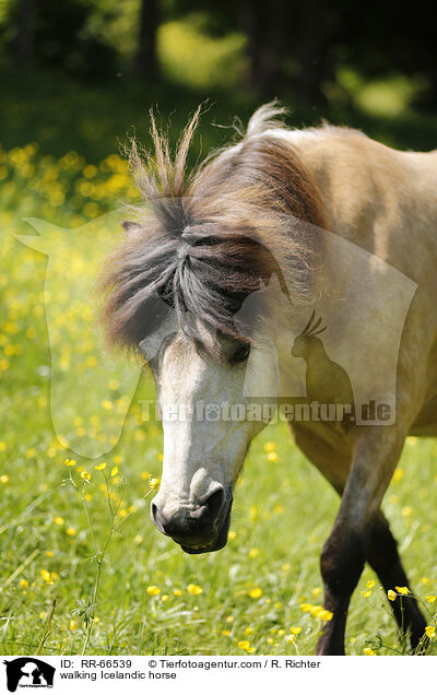 walking Icelandic horse / RR-66539