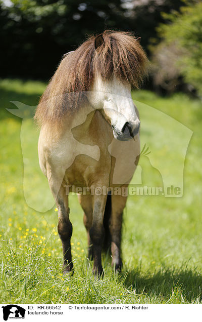 Islnder / Icelandic horse / RR-66542