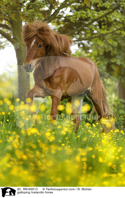 galoppierender Islnder / galloping Icelandic horse / RR-66613