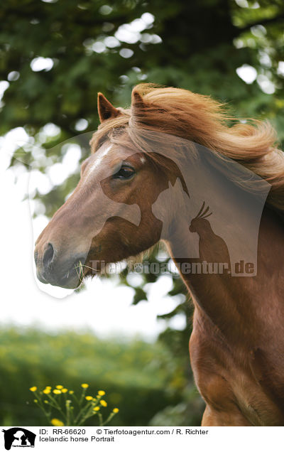 Islnder Portrait / Icelandic horse Portrait / RR-66620
