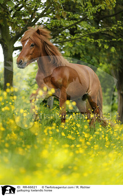 galoppierender Islnder / galloping Icelandic horse / RR-66621