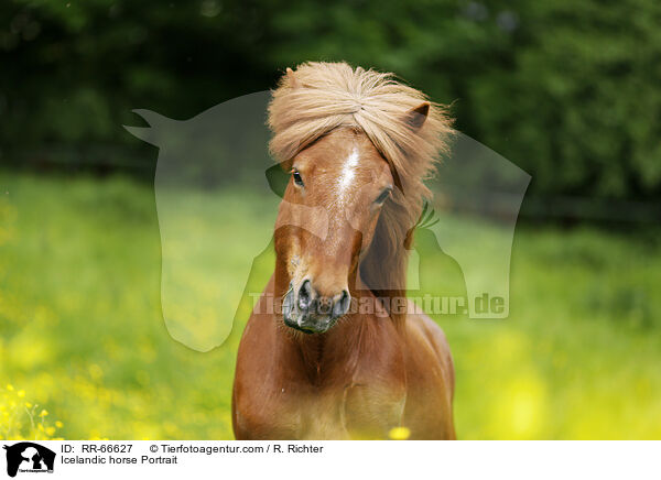 Islnder Portrait / Icelandic horse Portrait / RR-66627