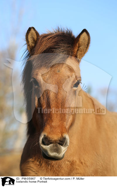 Islnder Portrait / Icelandic horse Portrait / PM-05967