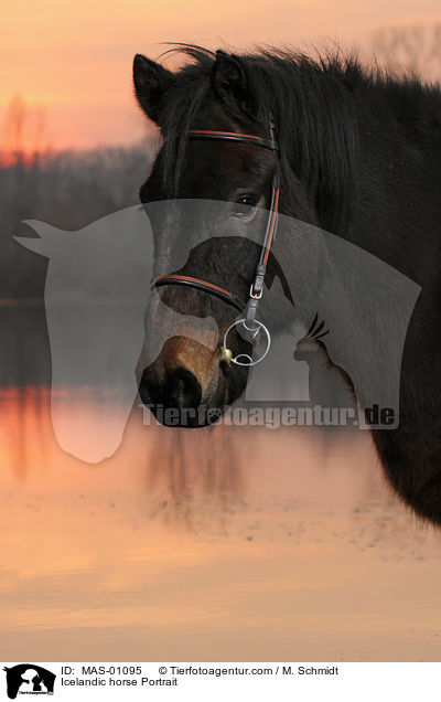 Islnder Portrait / Icelandic horse Portrait / MAS-01095