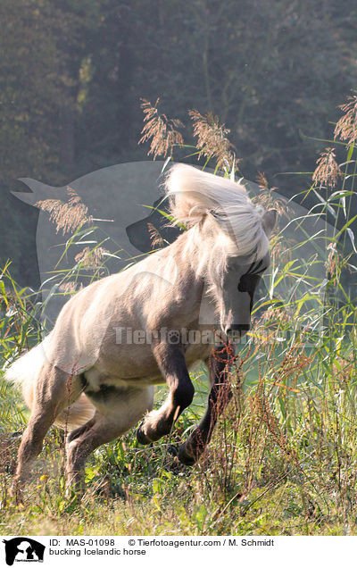 buckelnder Islnder / bucking Icelandic horse / MAS-01098