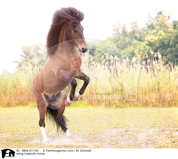 steigender Islnder / rising Icelandic horse / MAS-01136