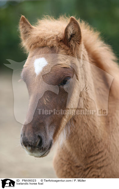 Islnder Fohlen / Icelandic horse foal / PM-06023