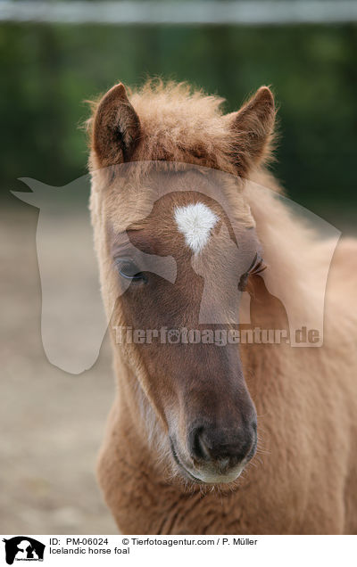 Islnder Fohlen / Icelandic horse foal / PM-06024