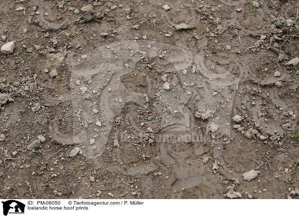 Islnder Hufabdruck / Icelandic horse hoof prints / PM-06050