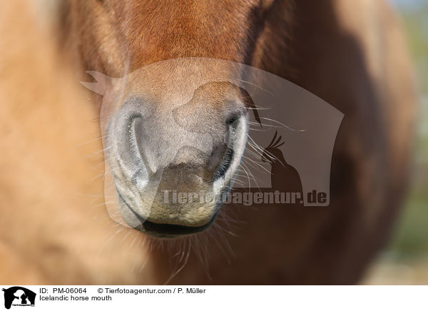 Islnder Maul / Icelandic horse mouth / PM-06064