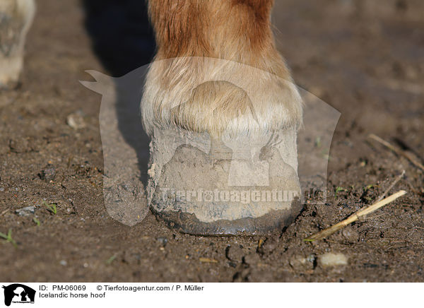 Islnder Huf / Icelandic horse hoof / PM-06069