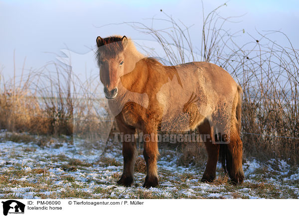 Islnder / Icelandic horse / PM-06090