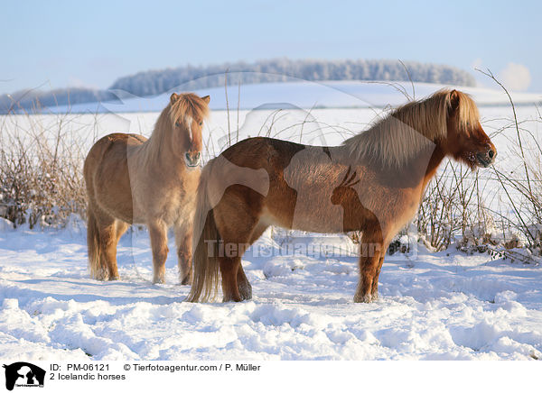 2 Islnder / 2 Icelandic horses / PM-06121