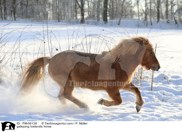 galoppierender Islnder / galloping Icelandic horse / PM-06128