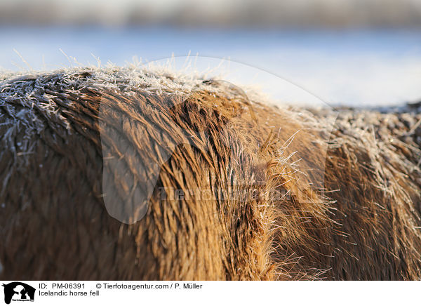 Icelandic horse fell / PM-06391